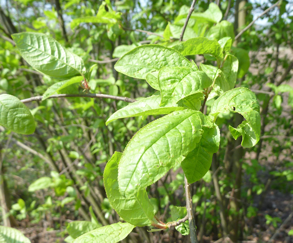 P1010930-1.jpg