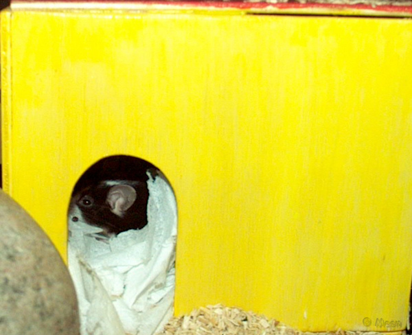 rv01.jpg